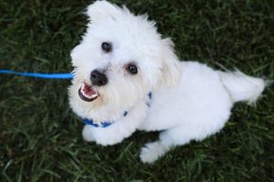 Cloud my dog helped me to stay present in times of stress